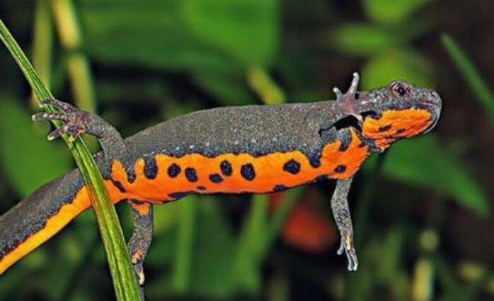 被称为中国火龙的生物（东方蝾螈特征介绍）(1)_