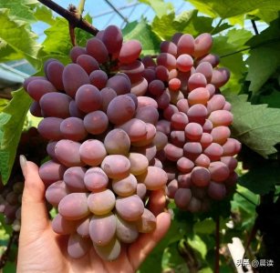 ​我国哪里盛产葡萄？中国10种葡萄主要产地，你认为哪里的最好吃？