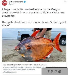 ​深海怪鱼被冲上沙滩，月亮鱼十分罕见