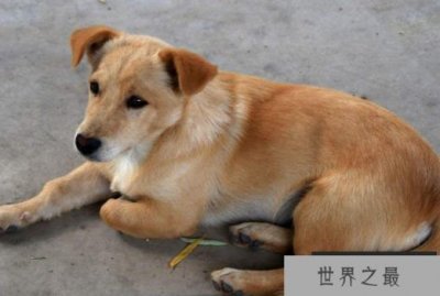 世界上最便宜的狗——中华田园犬