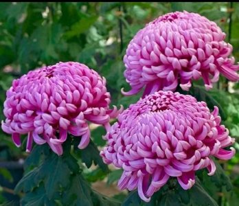 ​各种菊花的图片和名字