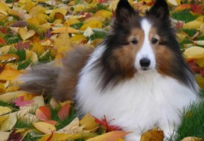 ​蟒蛇桂花还活着吗？的简单介绍