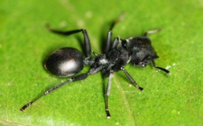 在蚂蚁的大脑里寄生虫怎么上演丧尸围城