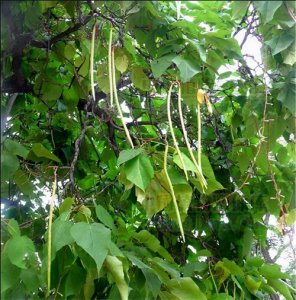 ​不一样的黄金——黄金树