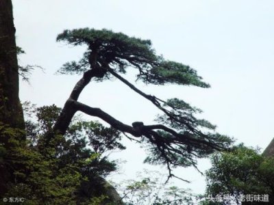 贾岛寻隐者不遇全诗(贾岛 寻隐者不遇 写的什么地方)