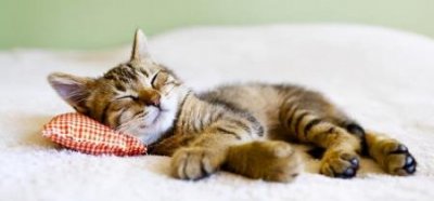 ​狮子狗厉害吗？狮子狗