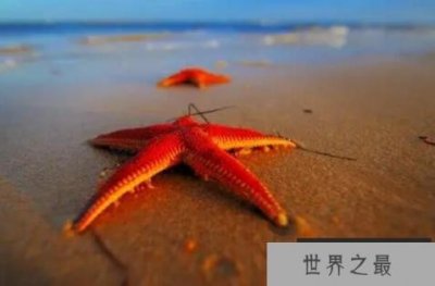 ​动作最慢的十种动物，榜首是海洋生物，海八珍排第二（海参）