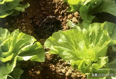 ​农村常见的三种肥料，原来是万能肥，种菜时不要忘了收集