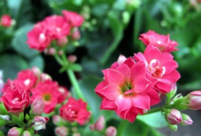 盆栽植物排行榜前十 大花蕙兰榜上有名 长寿花值得关注