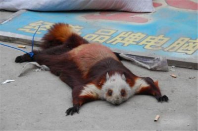 红白鼯鼠吃什么怎样养？许多物品都是食物（很佳养）