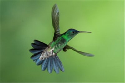 ​青腹蜂鸟：蜂鸟类的颜值担负（羽毛脸色极为丰厚）