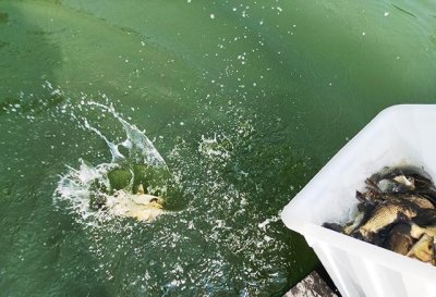 ​放生的十大好处（放生鱼有什么寓意）