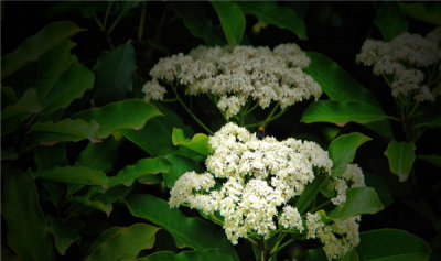 ​石楠花为什么喊最污花？它分散出的味讲令人酡颜