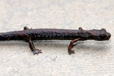 塔胡穆我科蝾螈:一种酷似粗树枝的蝾螈_被称假装能手