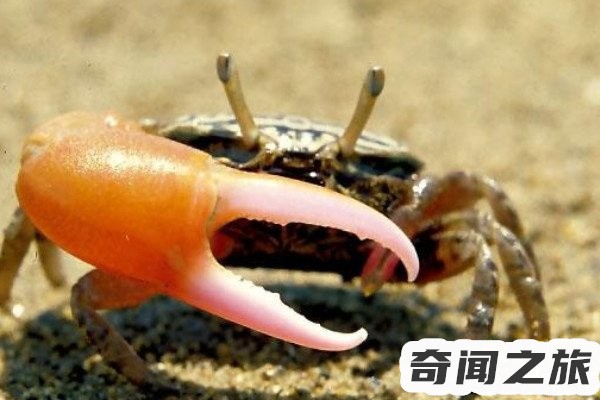 巨招潮蟹是什么（巨招潮蟹的生活习性）(1)_