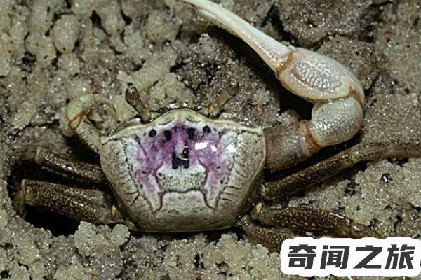 巨招潮蟹是什么（巨招潮蟹的生活习性）(2)_
