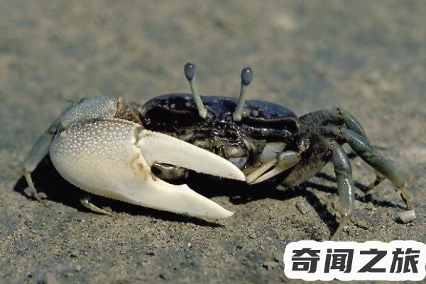巨招潮蟹是什么（巨招潮蟹的生活习性）(3)_