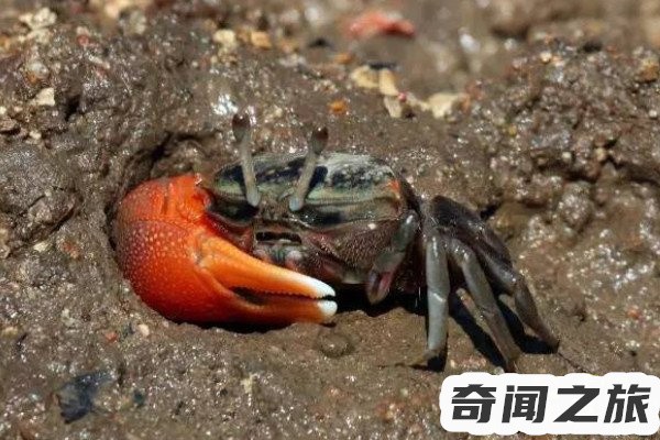 巨招潮蟹是什么（巨招潮蟹的生活习性）(4)_