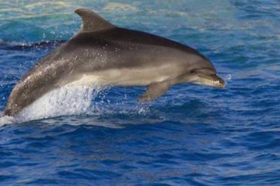 ​印太洋瓶鼻海豚:寿命胜过40年的宽吻海豚_最长2.6米