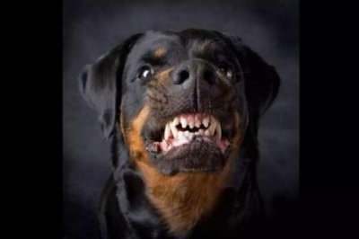 ​朝鲜狗咬死刑 张成泽图谋颠覆朝鲜被判处犬刑_不实消息