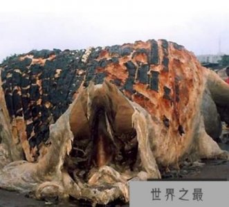 南非海怪,世界怪物大盘点