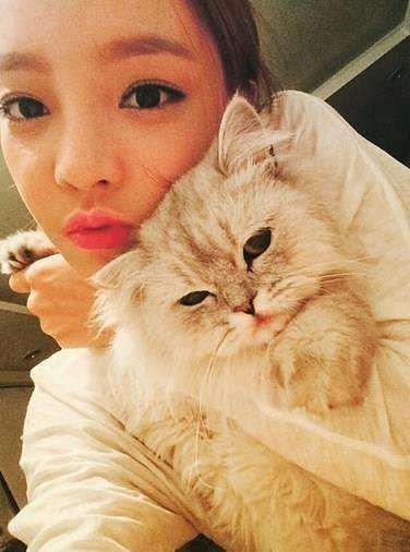 世界上最贵的猫前十名（盘点全球最贵的10种猫咪）