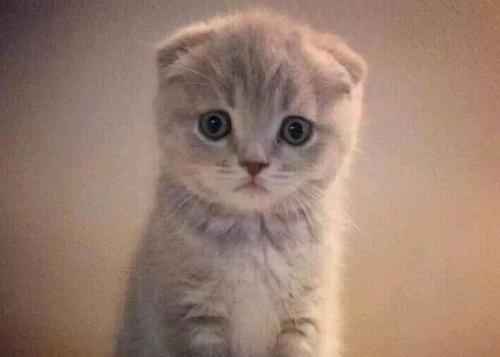 世界上最贵的猫前十名（盘点全球最贵的10种猫咪）