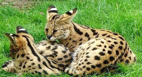 世界上最贵的猫前十名（盘点全球最贵的10种猫咪）