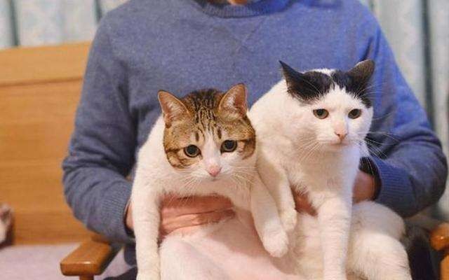 世界上最贵的猫前十名（盘点全球最贵的10种猫咪）