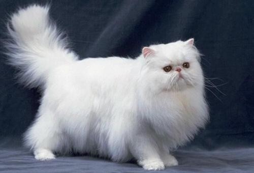 世界上最贵的猫前十名（盘点全球最贵的10种猫咪）