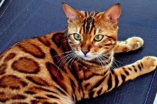 世界上最贵的猫前十名（盘点全球最贵的10种猫咪）