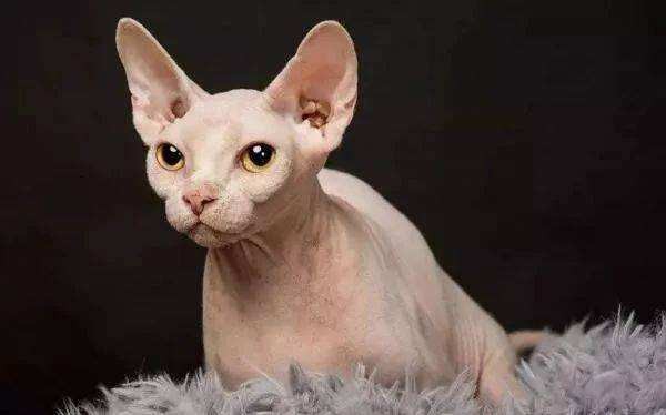 世界上最贵的猫前十名（盘点全球最贵的10种猫咪）