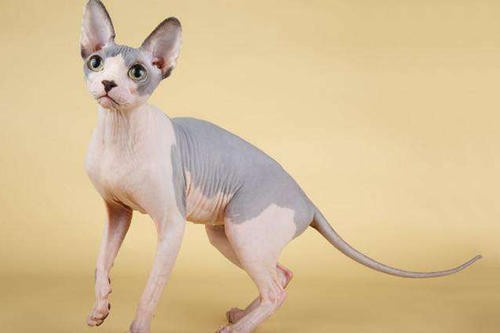 世界上最贵的猫前十名（盘点全球最贵的10种猫咪）