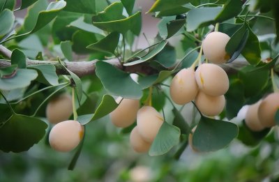 白果是什么植物的果实（“白果”就是银杏树的果实吗？它真的能吃吗？）