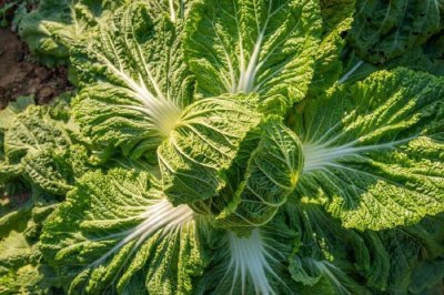 进入冬季，少吃反季节蔬菜，多吃5种“黄金菜”，应季而食营养足