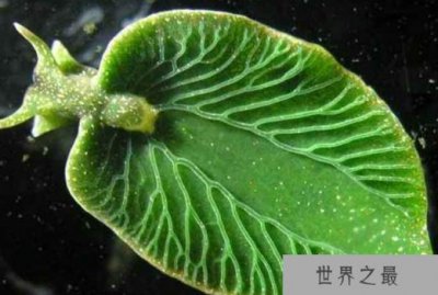 ​十大世界不可思议的生物 第二种外形怪异 第三名可以永生不死