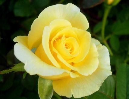 黄玫瑰代表什么品格