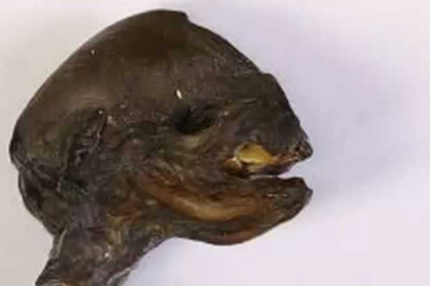 俄罗斯圣彼德堡附近河岸发现疑似“外星人”的不明生物残骸