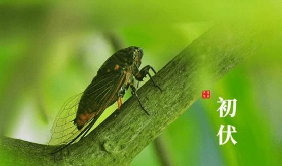 夏至下雨有什么说法,夏至后下雨有什么说法?图2