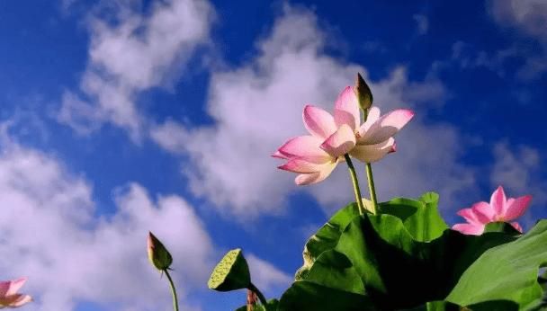 夏至下雨有什么说法,夏至后下雨有什么说法?图4