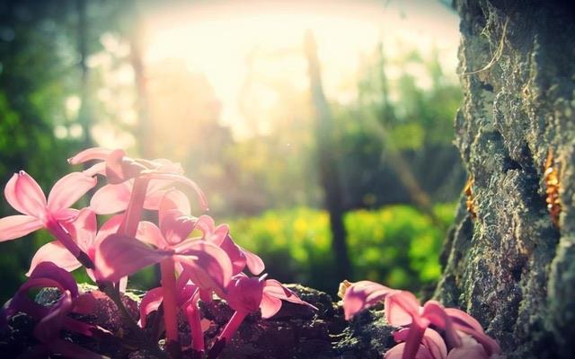 网络图片(侵删)