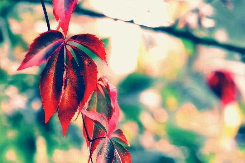 网络图片(侵删)