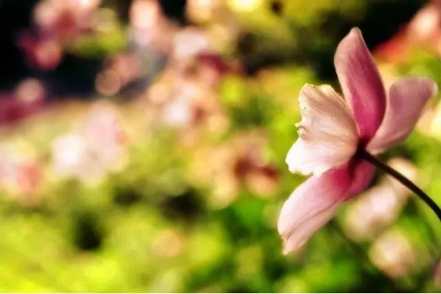 网络图片(侵删)