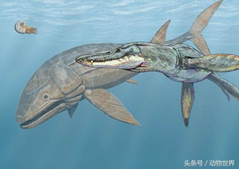 有史以来最巨大的硬骨鱼-利兹鱼