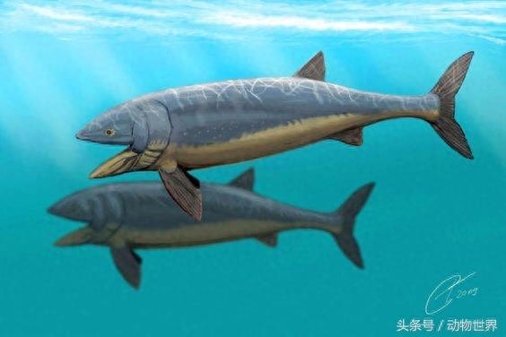 有史以来最巨大的硬骨鱼-利兹鱼