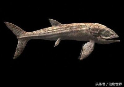 ​有史以来最巨大的硬骨鱼-利兹鱼