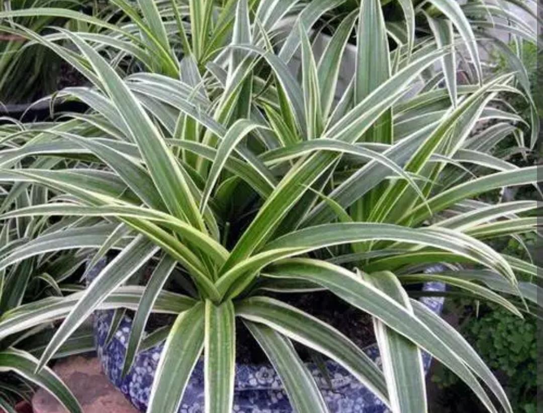 室内适合养什么植物盆栽净化空气（好养的室内绿植有哪些图片）