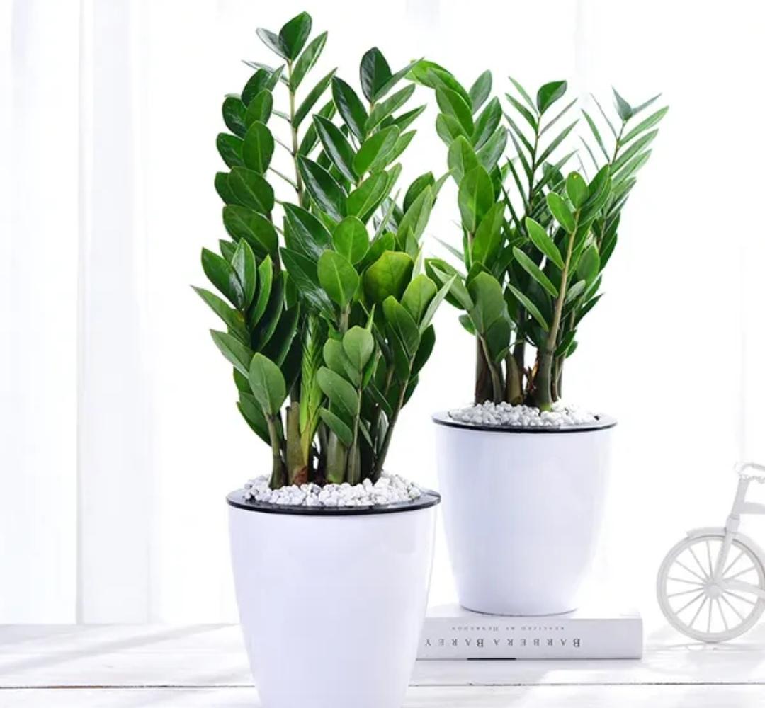 室内适合养什么植物盆栽净化空气（好养的室内绿植有哪些图片）