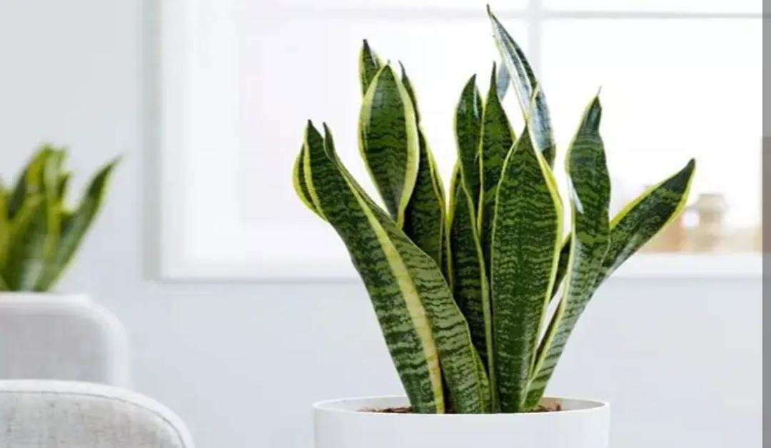 室内适合养什么植物盆栽净化空气（好养的室内绿植有哪些图片）