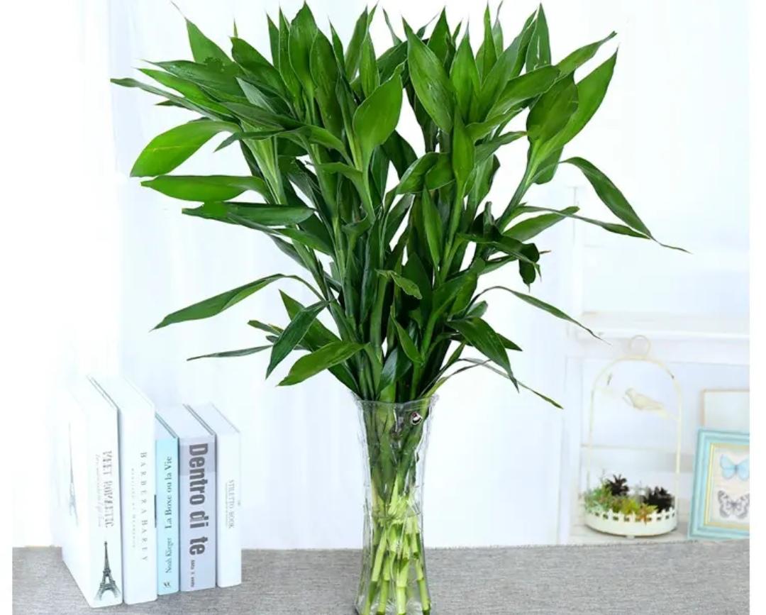 室内适合养什么植物盆栽净化空气（好养的室内绿植有哪些图片）